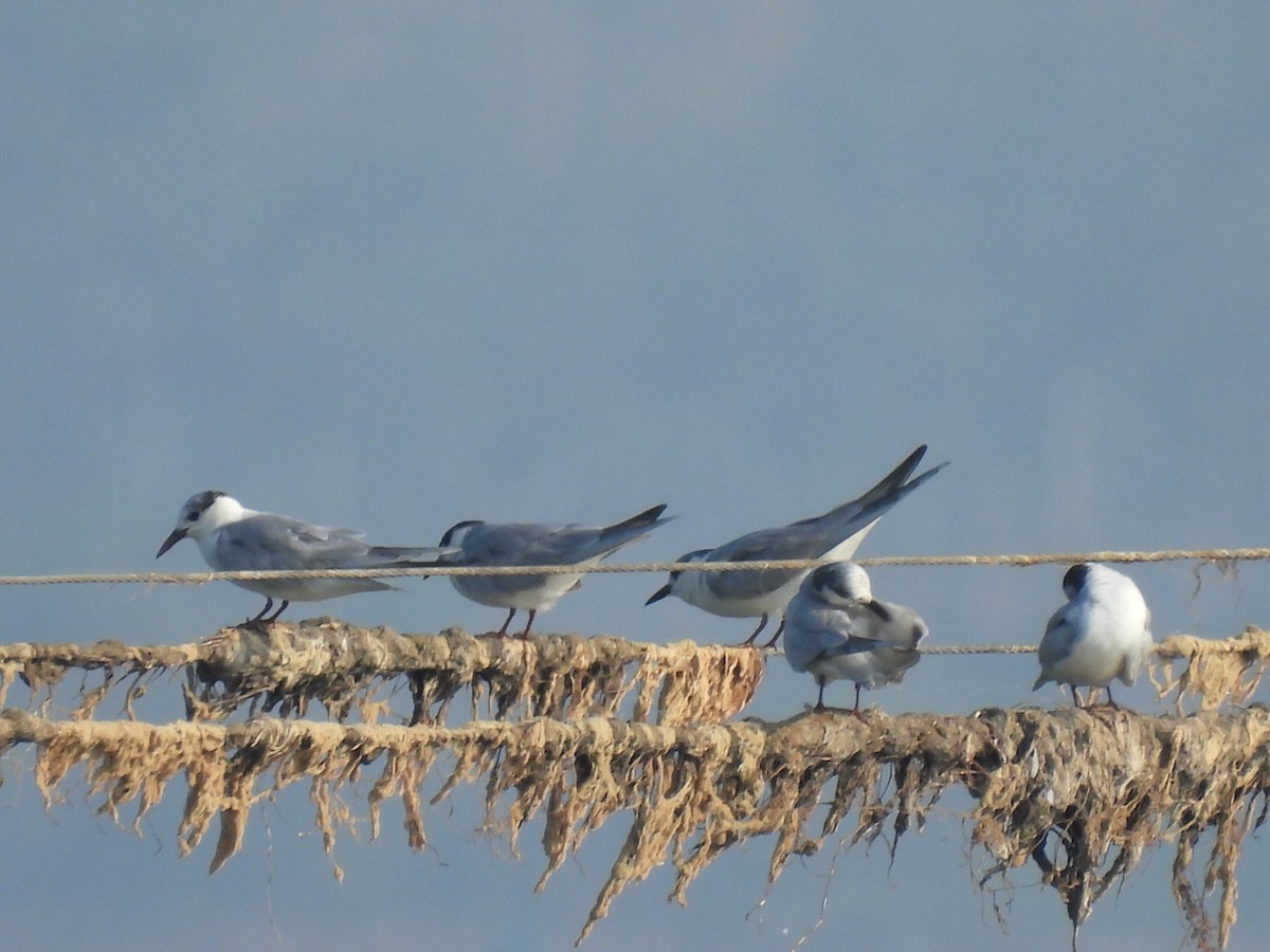 Whiskered Tern - ML303754801