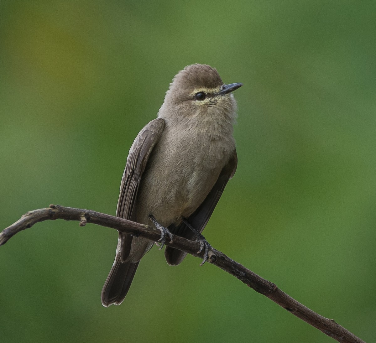 Drab Water Tyrant - ML303754831