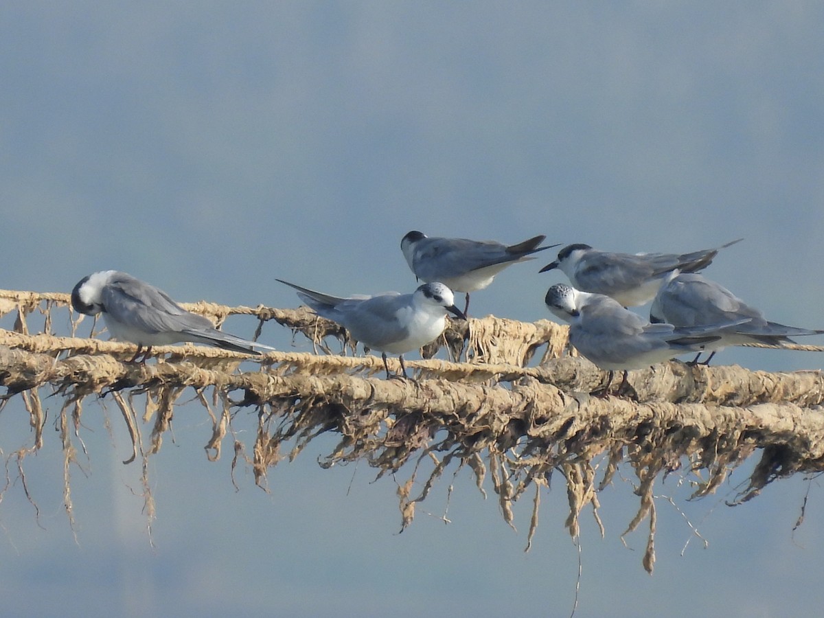 Whiskered Tern - ML303754881