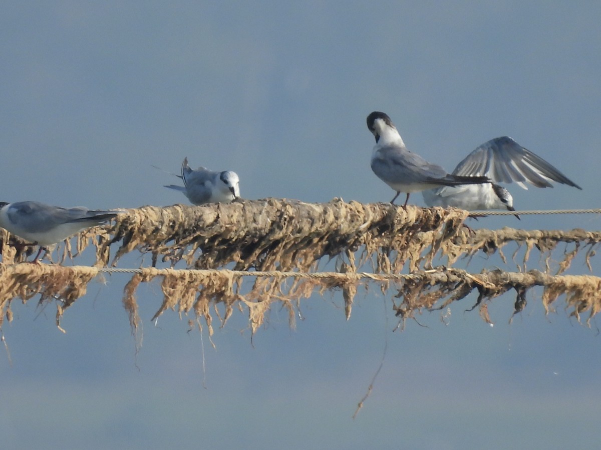 Whiskered Tern - ML303754901