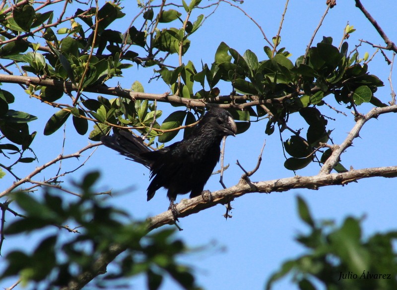 Groove-billed Ani - ML30375591