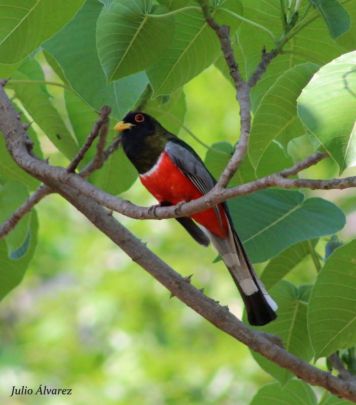 Trogon élégant - ML30375641