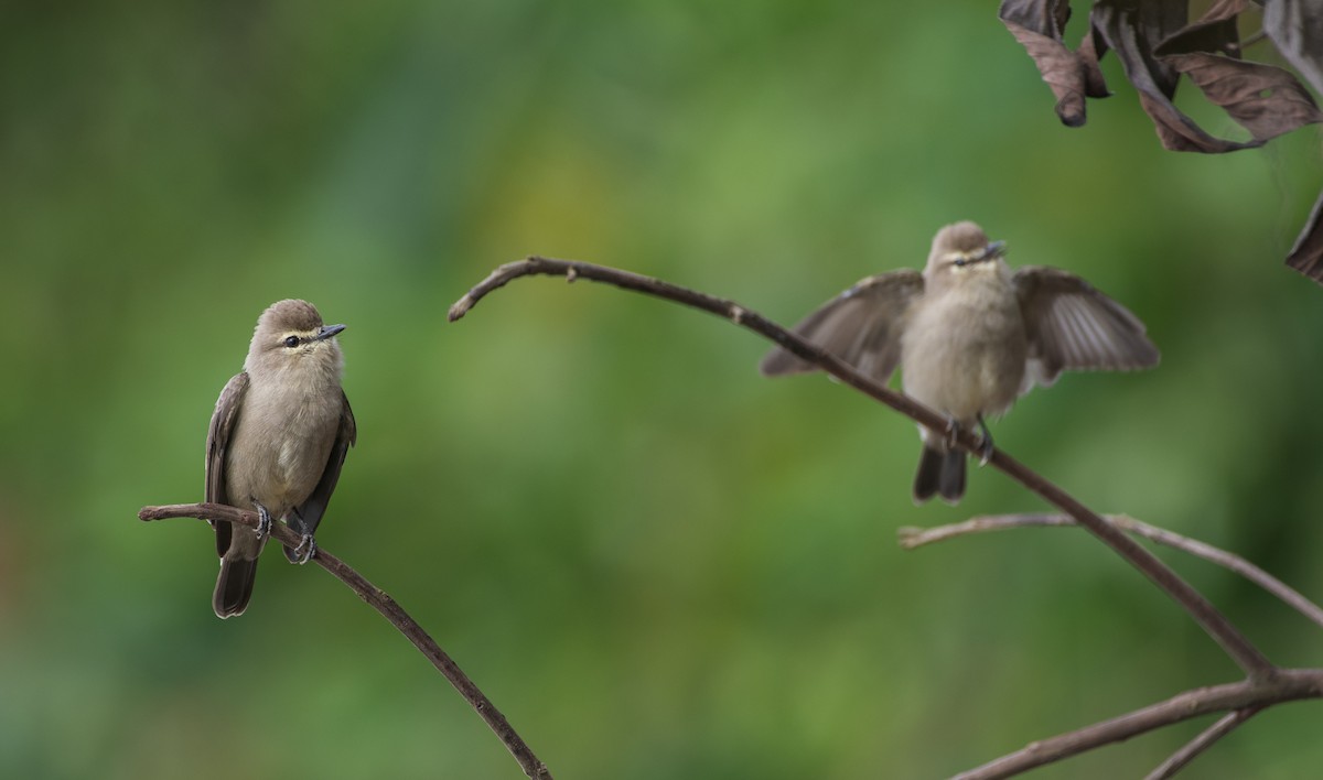 Drab Water Tyrant - ML303756551