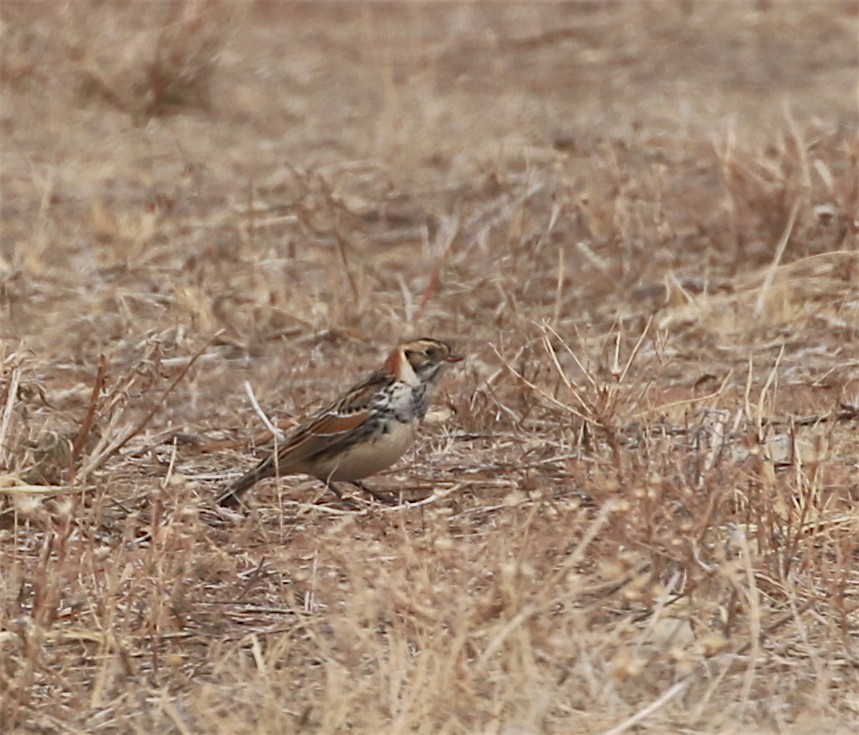 Lapland Longspur - ML303757121