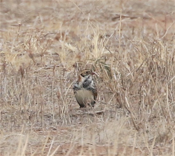 גיבתון לפלנדי - ML303757151