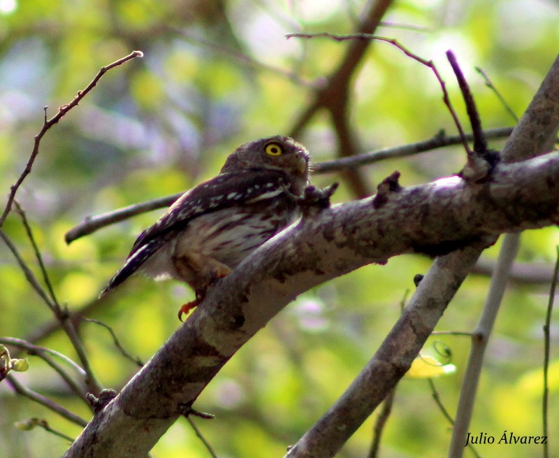 Colima Pygmy-Owl - ML30375731