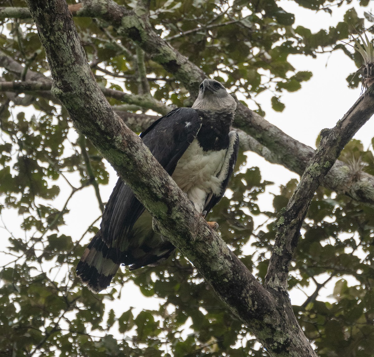 Harpy Eagle - ML303757961