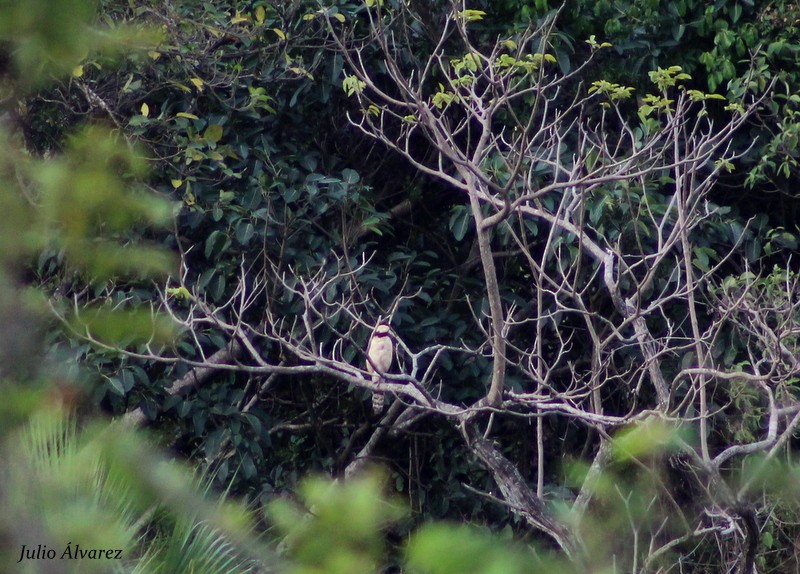 Laughing Falcon - ML30375861