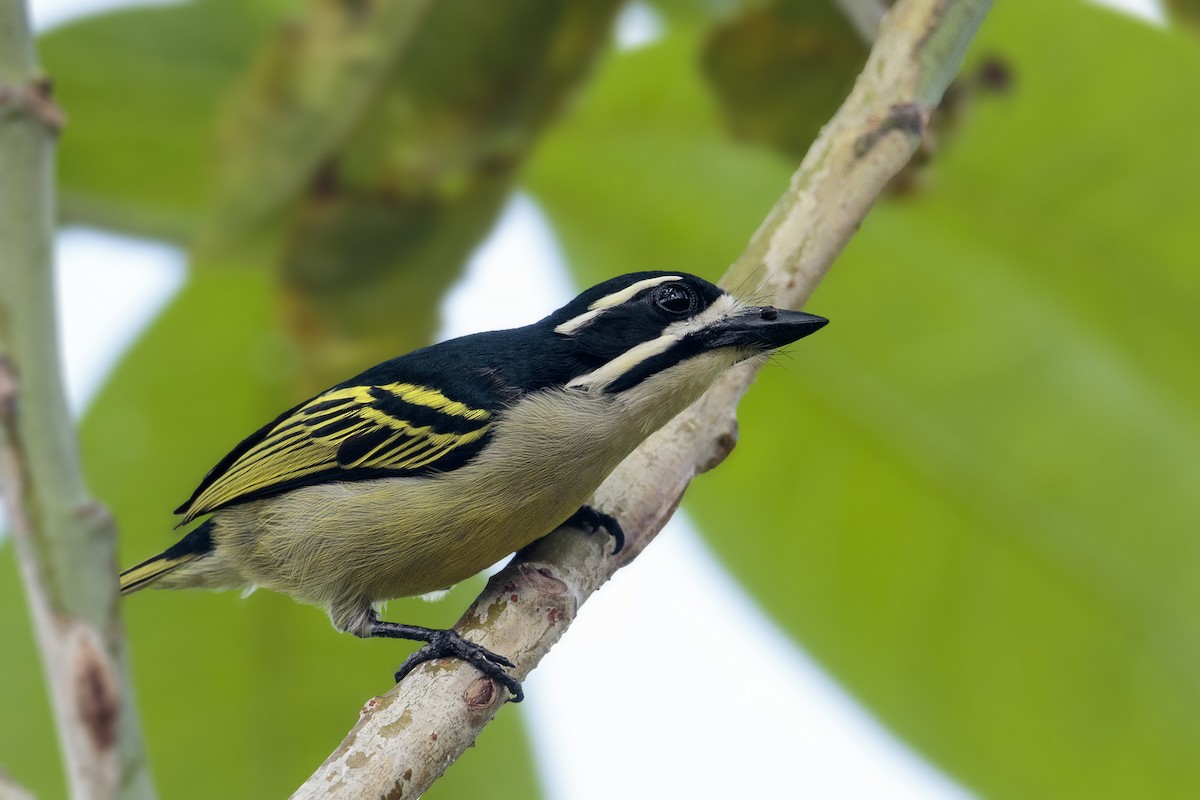 Yellow-rumped Tinkerbird - ML303758651