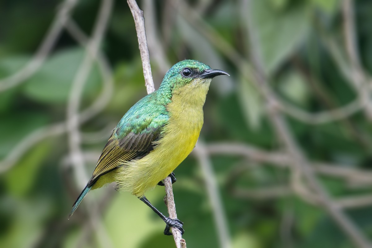 Collared Sunbird - ML303758671