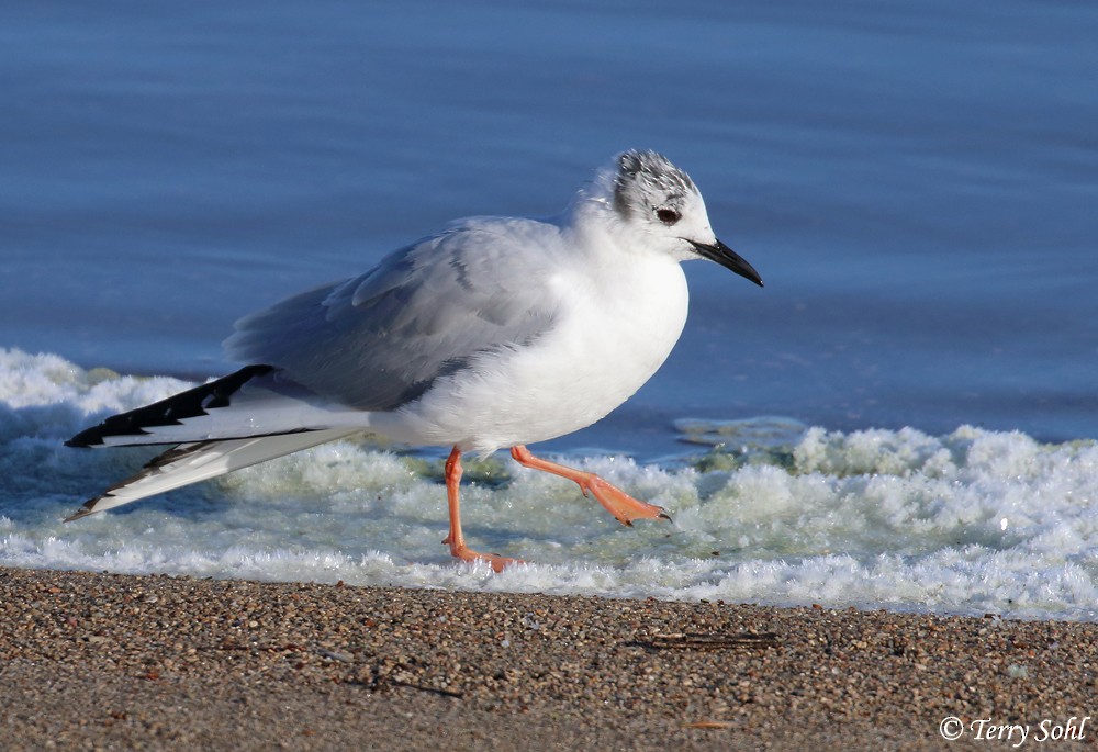 Bonaparte's Gull - ML303759551