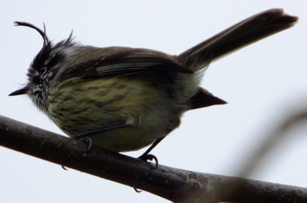 Tufted Tit-Tyrant - ML303760271