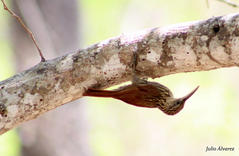 Ivory-billed Woodcreeper - ML30376091