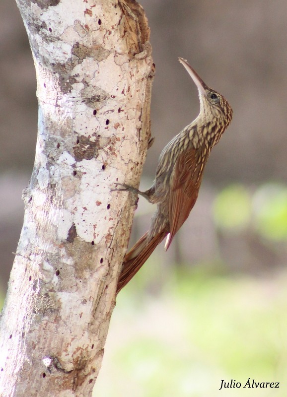 Ivory-billed Woodcreeper - ML30376101