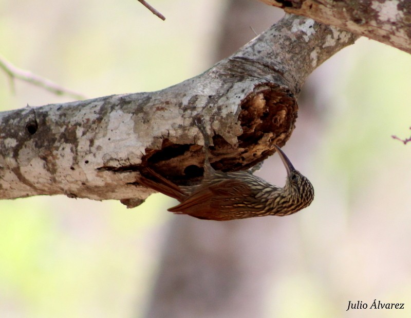 Ivory-billed Woodcreeper - ML30376121