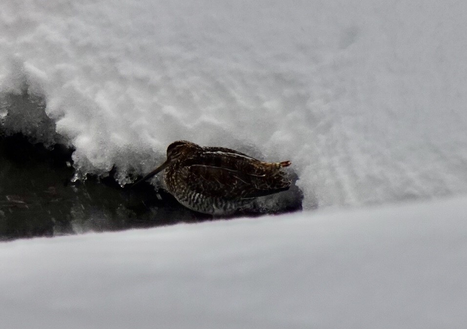 Wilson's Snipe - ML303761601