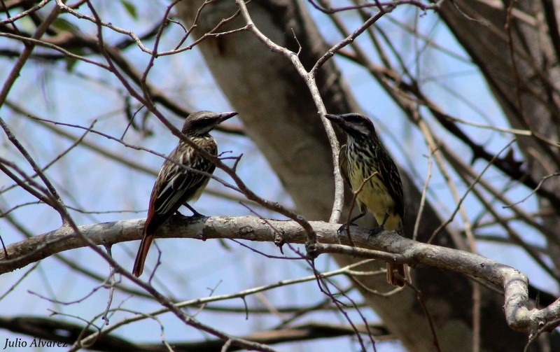 Sulphur-bellied Flycatcher - ML30376161