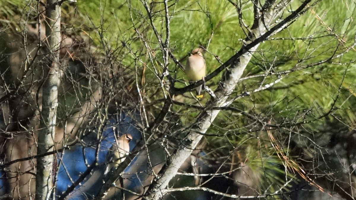 Cedar Waxwing - ML303762231