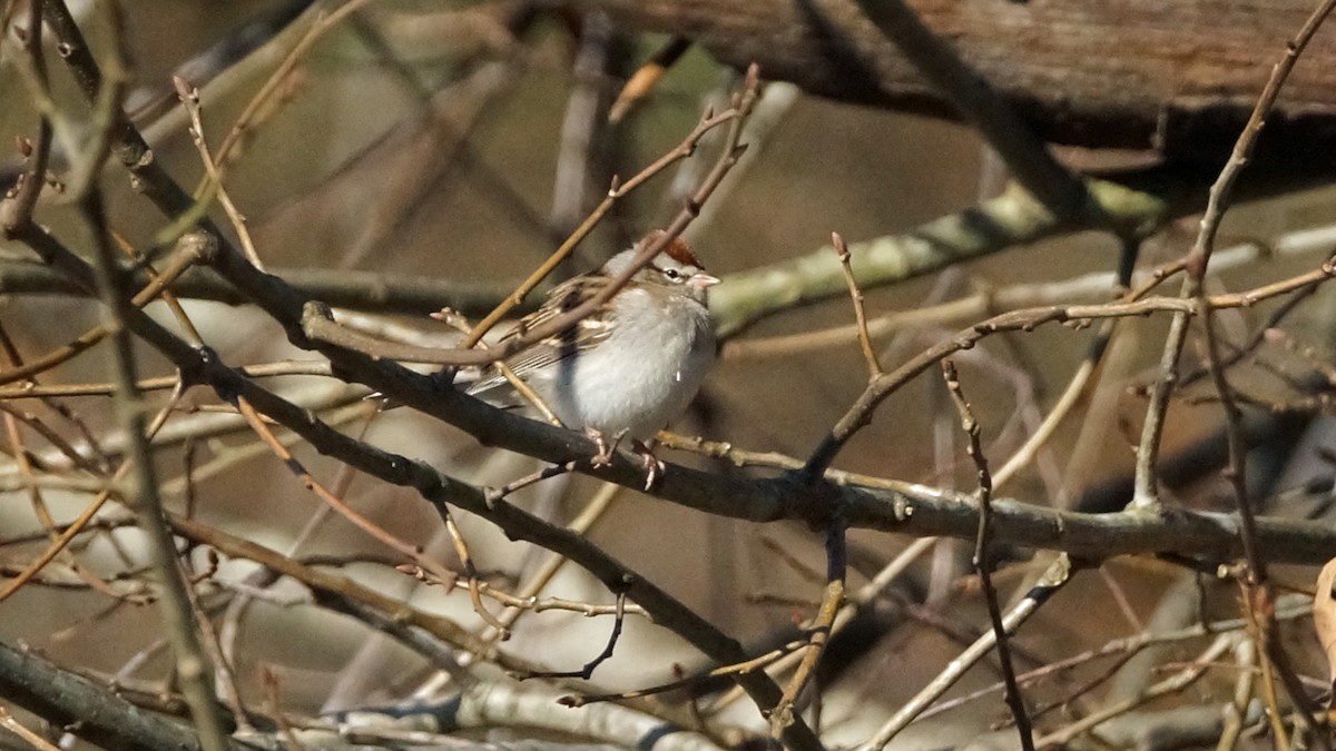 Chipping Sparrow - ML303762291