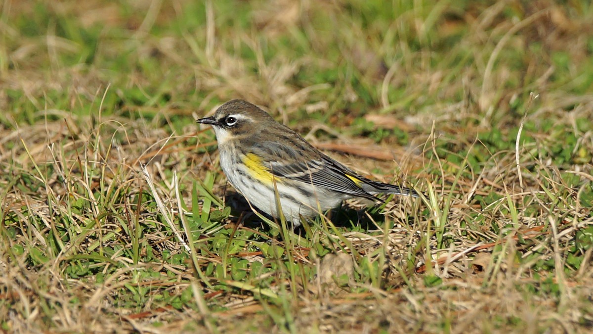 Yellow-rumped Warbler - ML303762421