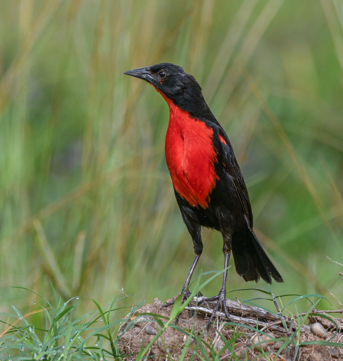 Red-breasted Meadowlark - ML303762471