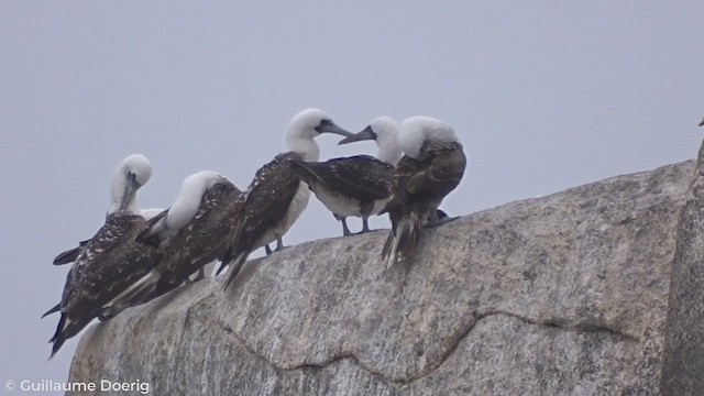 Peruvian Booby - ML303763211