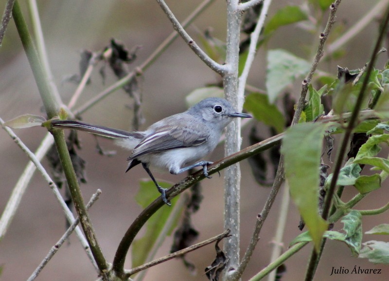 Black-capped Gnatcatcher - ML30376391