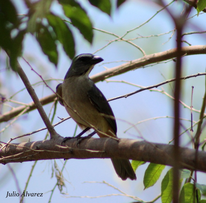 Cinnamon-bellied Saltator - ML30376471