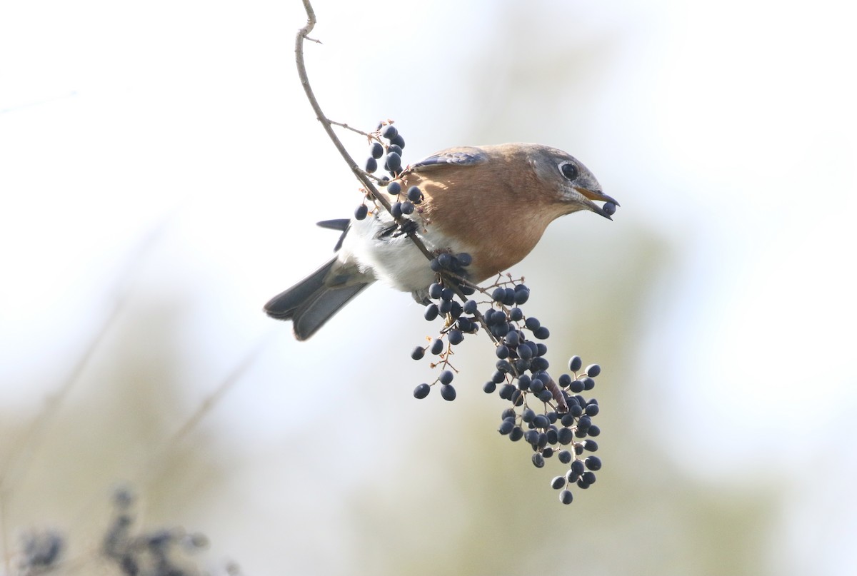 Eastern Bluebird - ML303765731