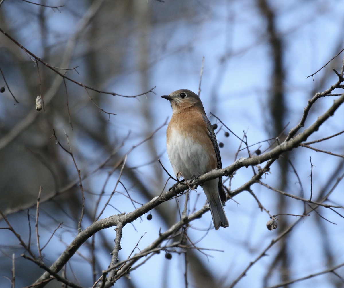 Eastern Bluebird - ML303765741