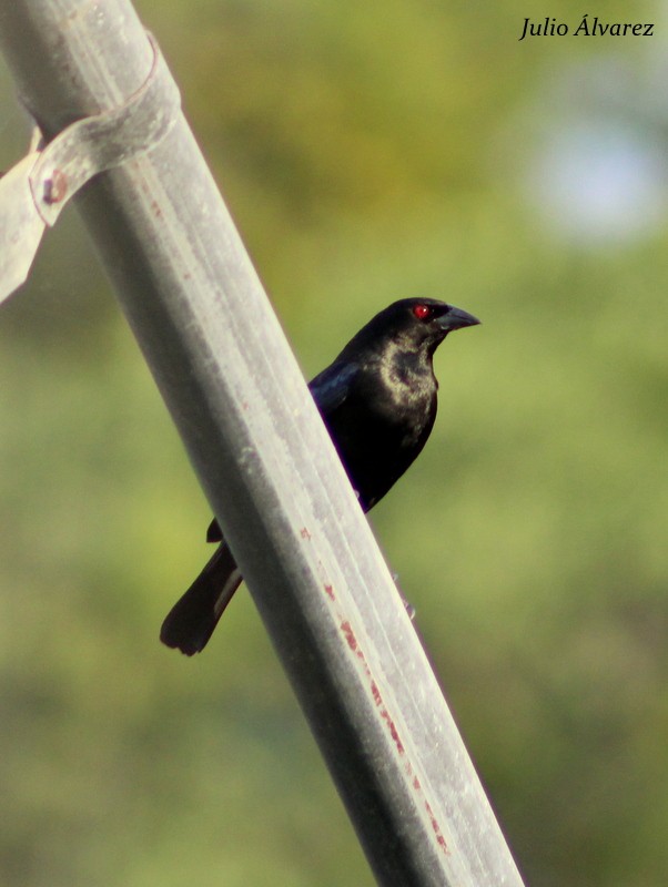 Bronzed Cowbird - ML30376581