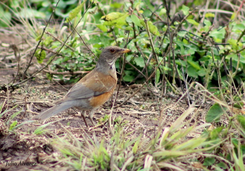 Rufous-backed Robin - ML30376631