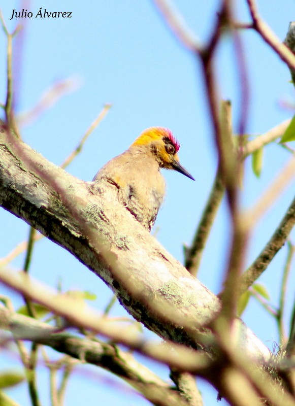 Golden-cheeked Woodpecker - ML30376651