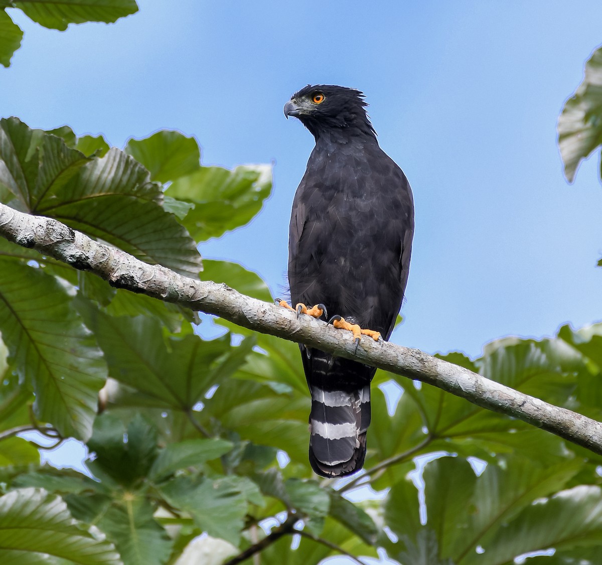 Black Hawk-Eagle - ML303766891