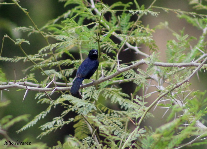 Blue-black Grassquit - ML30376701