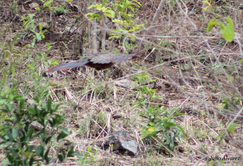 Rufous-bellied Chachalaca - ML30376731