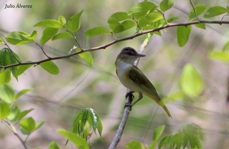 Yellow-green Vireo - ML30376811