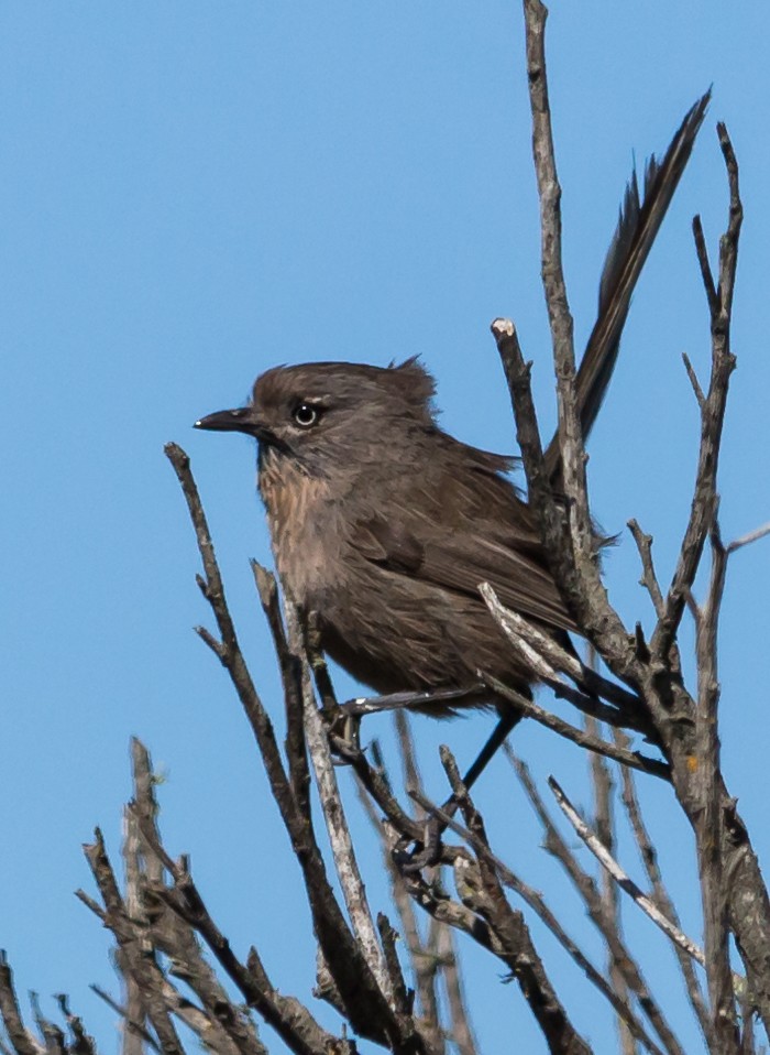 Wrentit - ML30376831