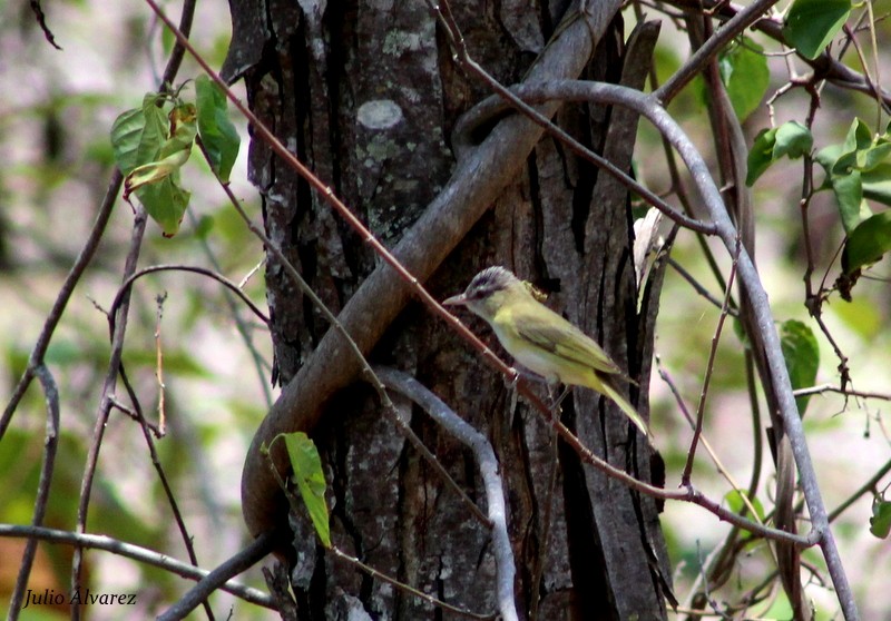 Yellow-green Vireo - ML30376841