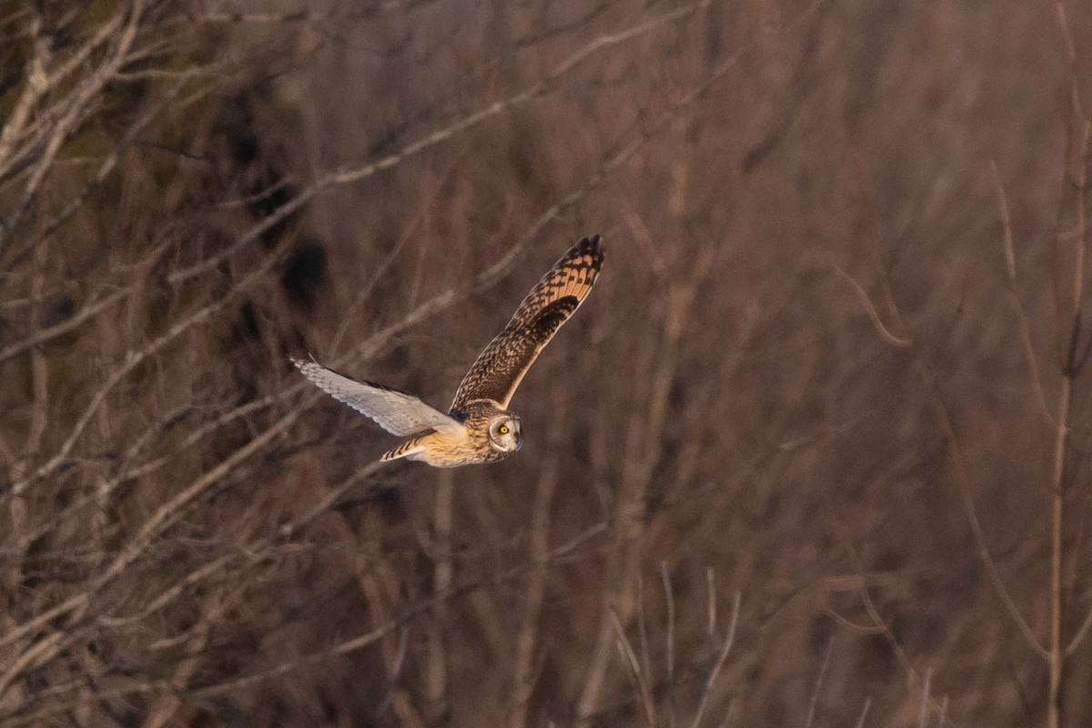 Short-eared Owl - Christy Hibsch