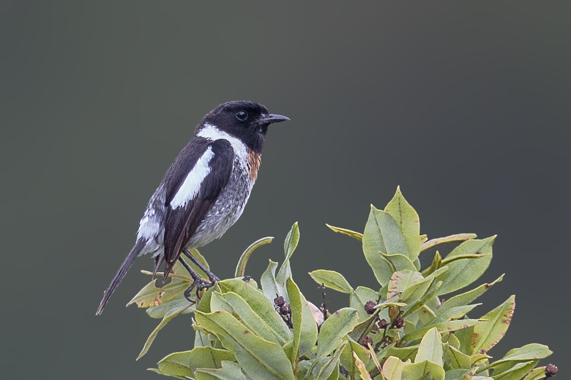 African Stonechat - Bradley Hacker 🦜