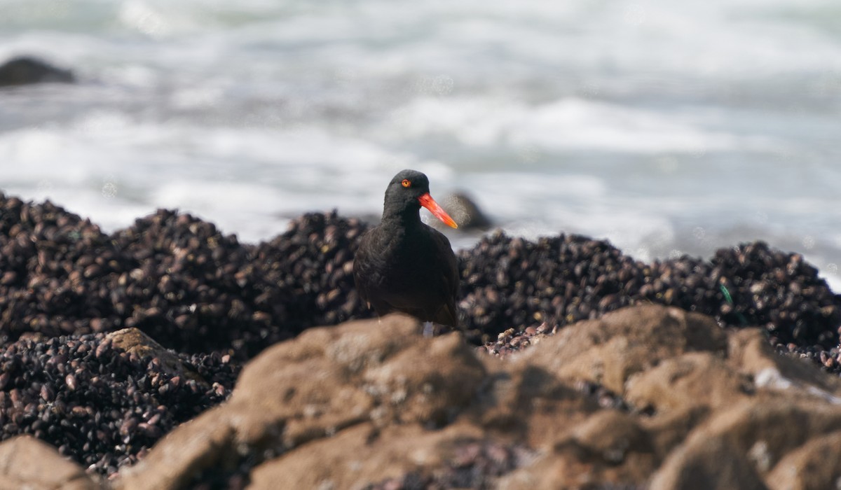 Blackish Oystercatcher - ML303769491