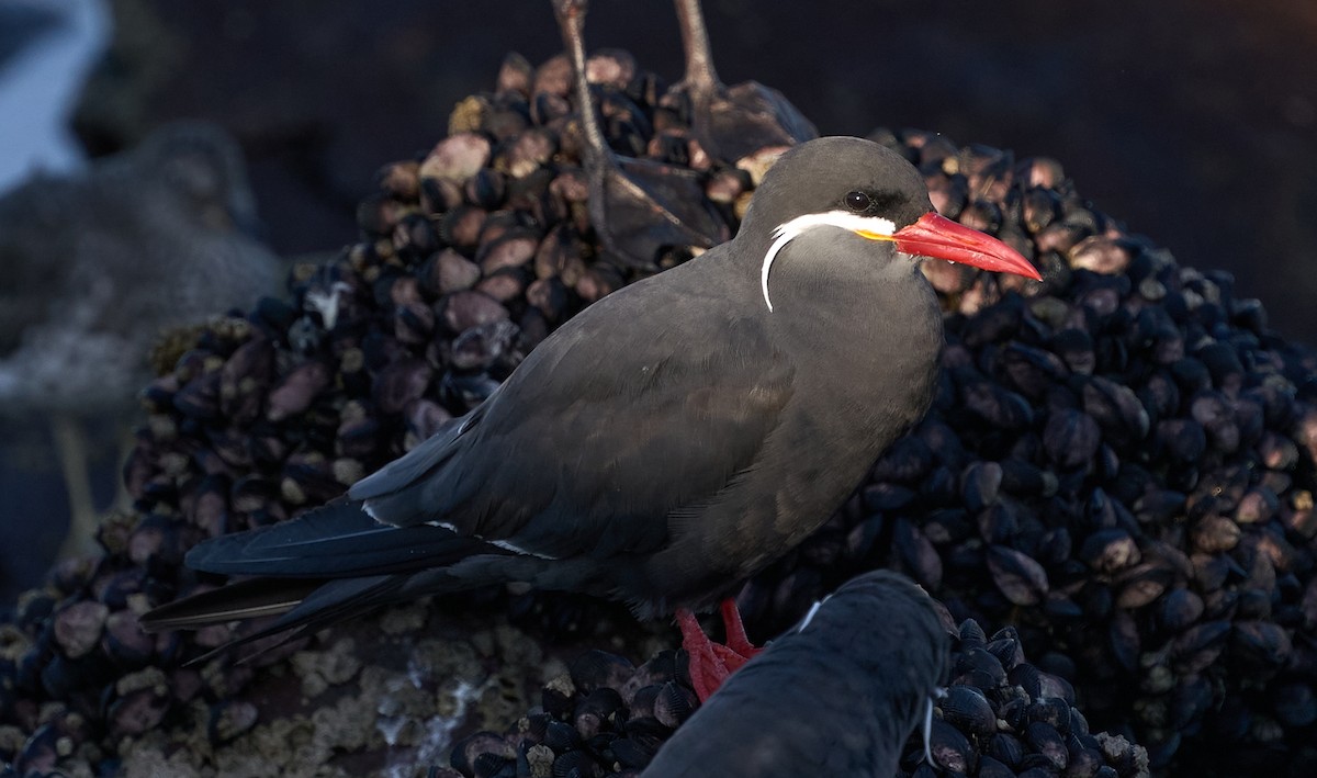 Inca Tern - Luis Salazar Vargas