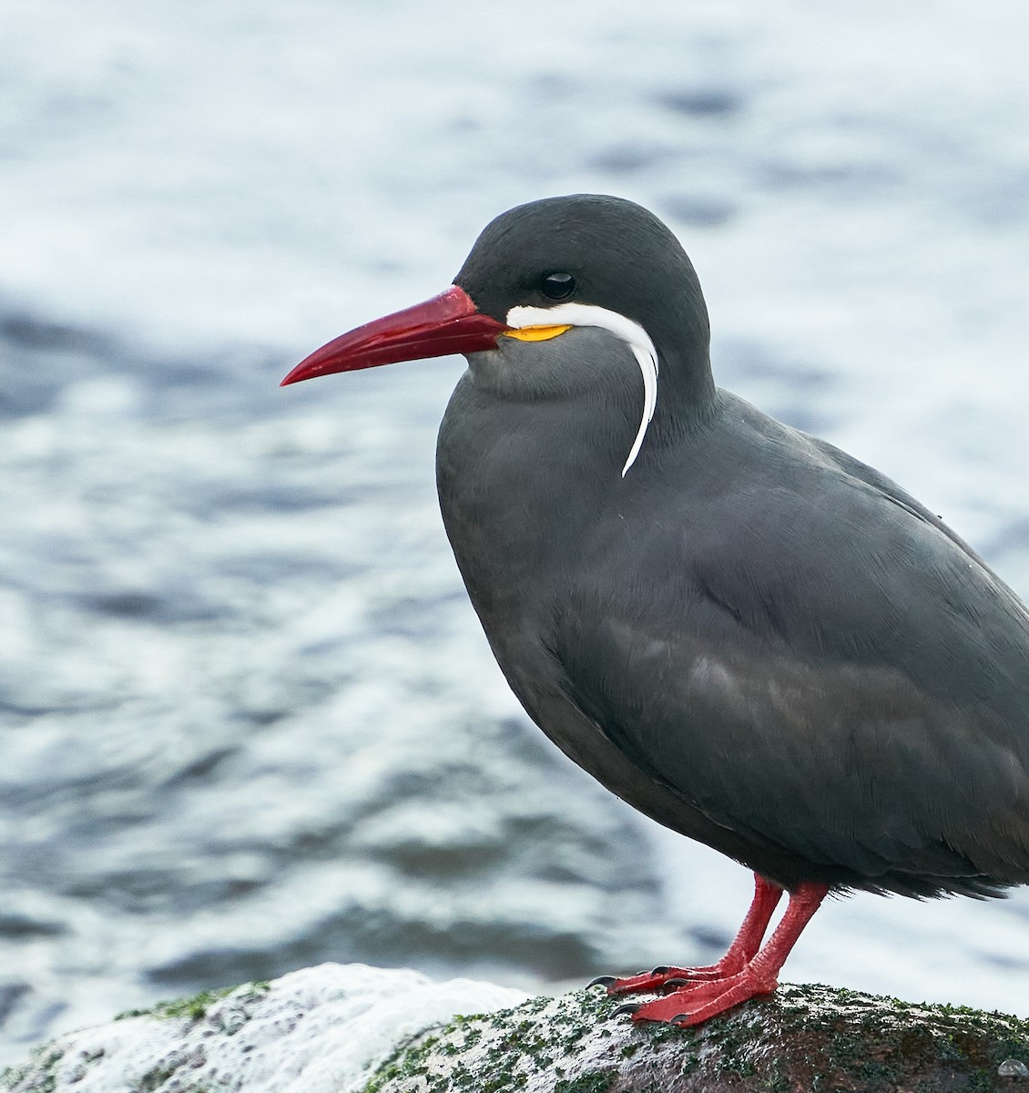 Inca Tern - ML303769651