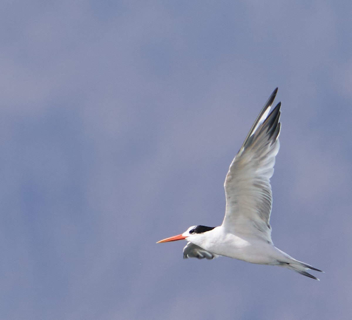 Elegant Tern - ML303769661