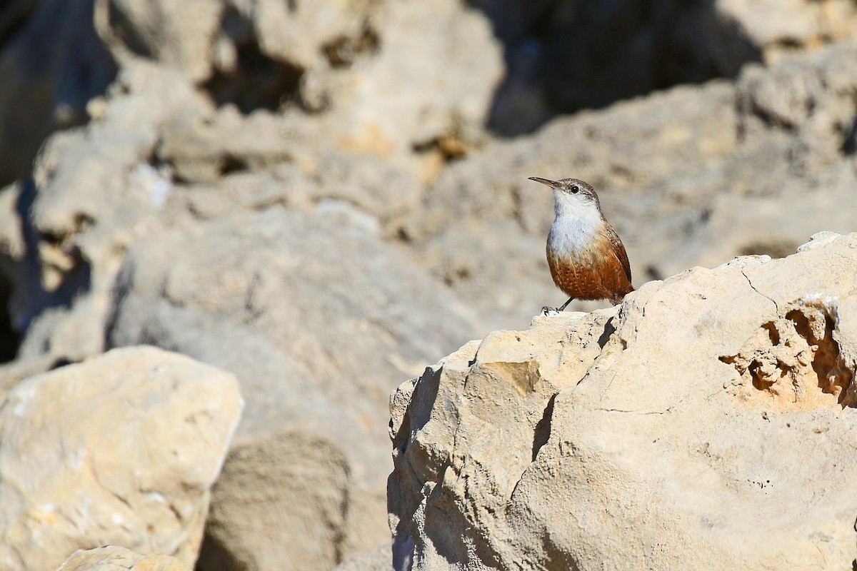 Canyon Wren - Lew Johnson