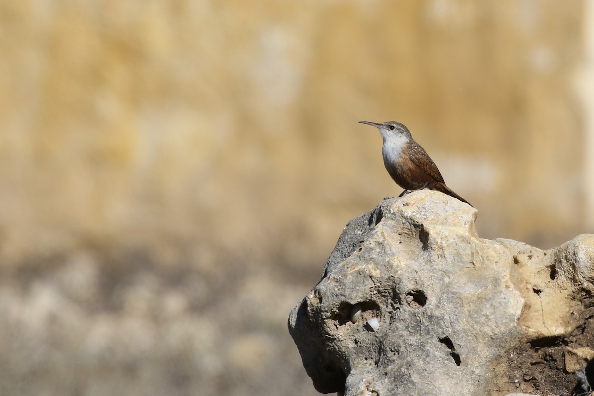 Canyon Wren - Lew Johnson