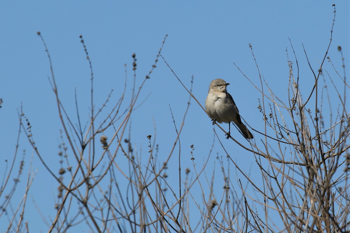 Northern Mockingbird - ML303770901