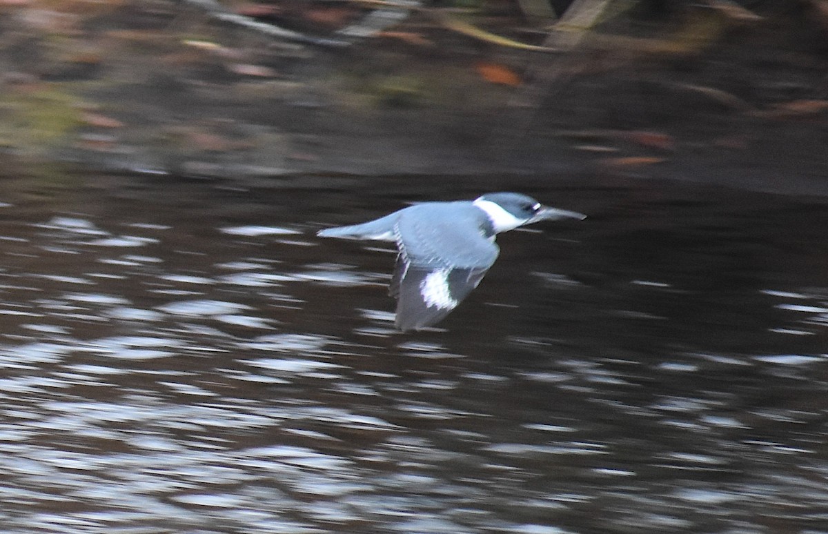 Belted Kingfisher - ML303771381