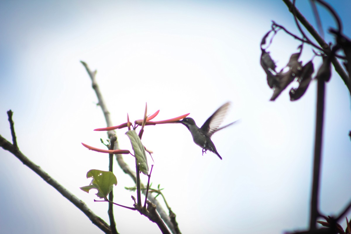 kolibřík hvězdohrdlý - ML303771961